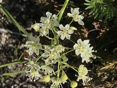 Toxicoscordion micranthum