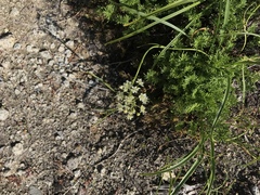 Toxicoscordion micranthum