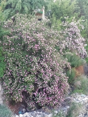 Rosa webbiana