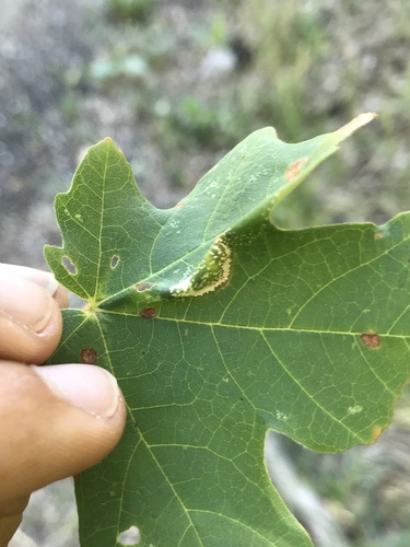Phyllonorycter pernivalis