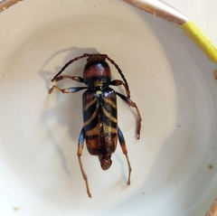 Xylotrechus chinensis