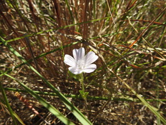 Malva hispanica