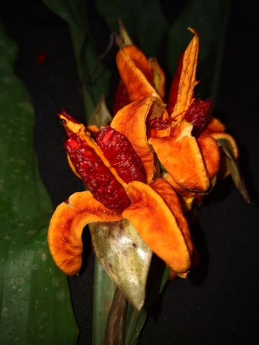 Hedychium philippinense observed 2024-05-05