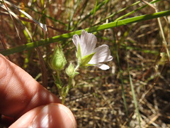 Malva hispanica