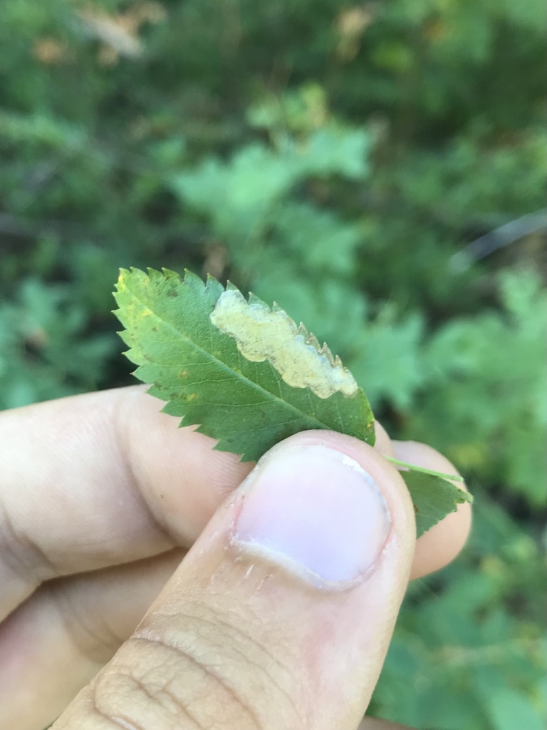 Ectoedemia marmaropa