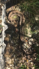 Elaphe quatuorlineata