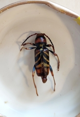 Xylotrechus chinensis