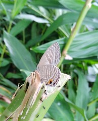 Jamides alecto dromicus