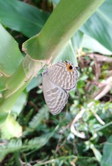 Jamides alecto dromicus