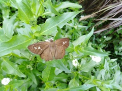 Seseria formosana