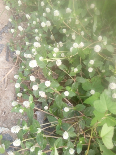 Gomphrena celosioides image