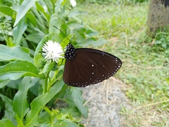 Euploea eunice hobsoni