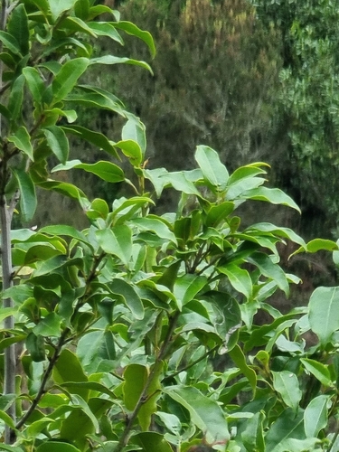Image of Ocotea foetens by (c) Vítor Jorge, some rights reserved (CC BY)