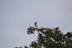 Haliaeetus