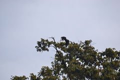 Haliaeetus