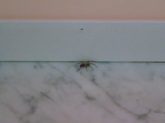 Filistata insidiatrix