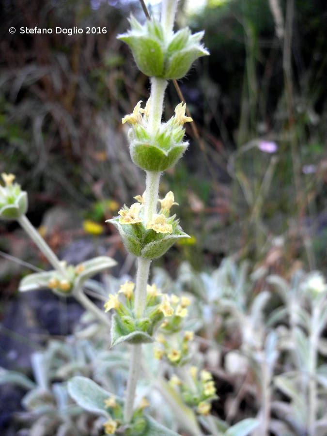 Ironwort