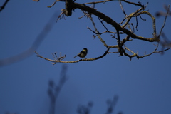 Periparus ater ledouci