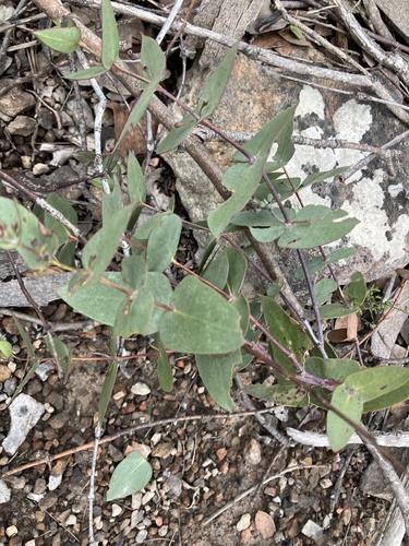 Image of Eucalyptus risdonii by (c) ttsquid, some rights reserved (CC BY)