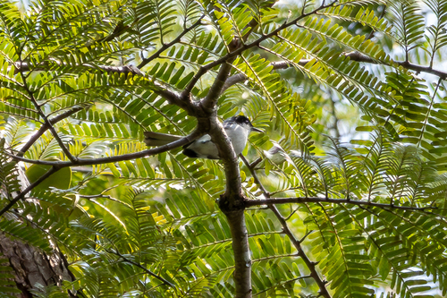 Tropical Gnatcatcher (parvirostris)
