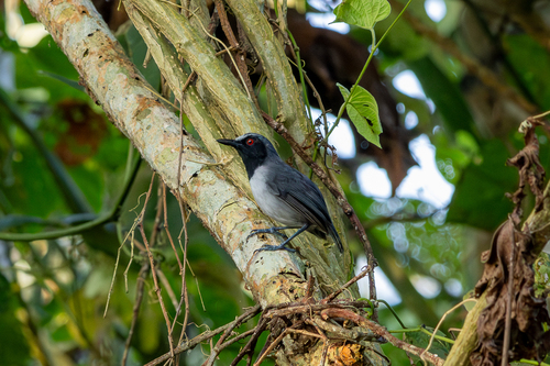 Myrmoborus lugubris berlepschi