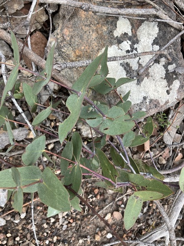 Image of Eucalyptus risdonii by (c) ttsquid, some rights reserved (CC BY)