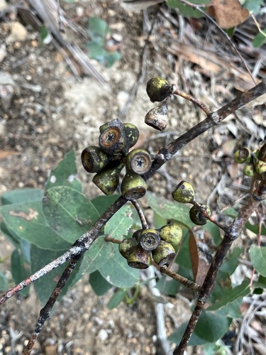 Risdon Peppermint (Eucalyptus risdonii)