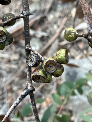 Image of Eucalyptus risdonii by (c) ttsquid, some rights reserved (CC BY)