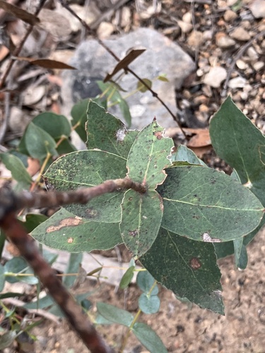 Image of Eucalyptus risdonii by (c) ttsquid, some rights reserved (CC BY)