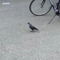 Corvus monedula