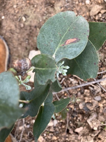 Image of Risdon Peppermint (Eucalyptus risdonii) by (c) ttsquid, some rights reserved (CC BY)