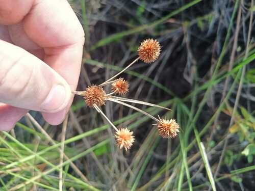 Image of Rhynchospora holoschoenoides by (c) Guillaume Delaitre, some rights reserved (CC BY)