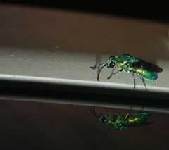 Chrysis lincea