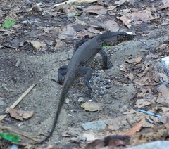 Varanus salvator andamanensis