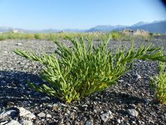 Suaeda calceoliformis