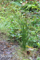 Juncus drummondii