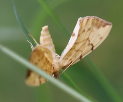 Gandaritis pyraliata