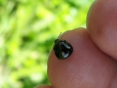 Coptosoma scutellatum