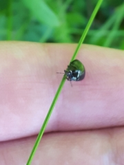 Coptosoma scutellatum