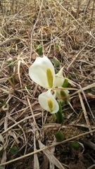 Lysichiton camtschatcensis