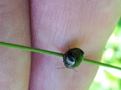 Coptosoma scutellatum