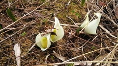 Lysichiton camtschatcensis