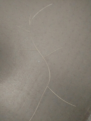 Schedonnardus paniculatus