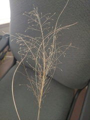 Eragrostis trichodes