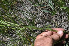 Epilobium lactiflorum