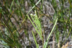 Epilobium lactiflorum