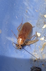 Shelfordella lateralis