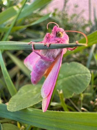 Primrose Moth photo 4