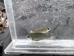 Blackedge Nibbler photo 2