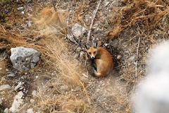 Vulpes vulpes barbara